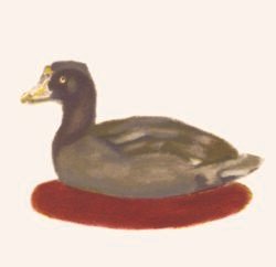 Poule